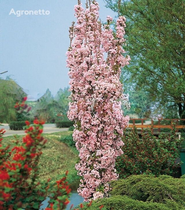 Cereja serrada Amanogawa