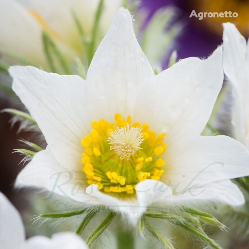 Flor de Pasque Pulsatilla vulgaris 'Pinwheel White'
